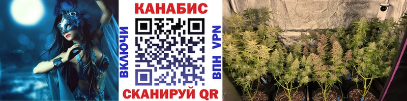 Бошки Шишки планчик Кострома